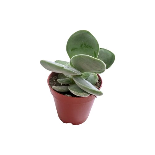 Crassula obvallata