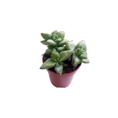 Crassula perforata