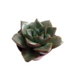 Echeveria purpusorum
