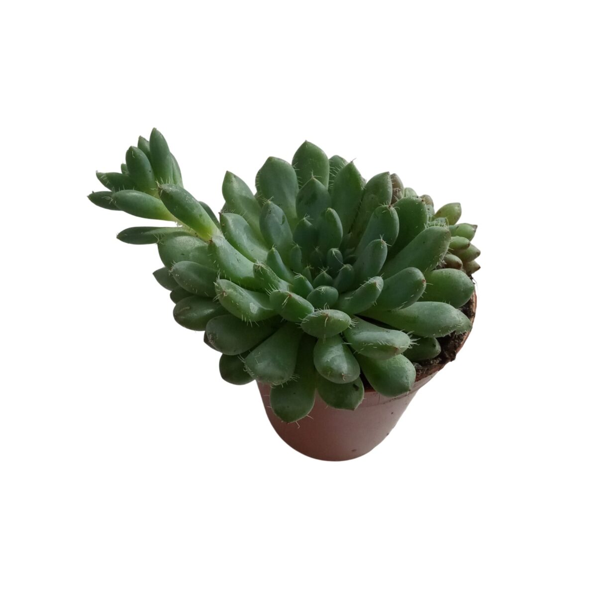 Echeveria setosa