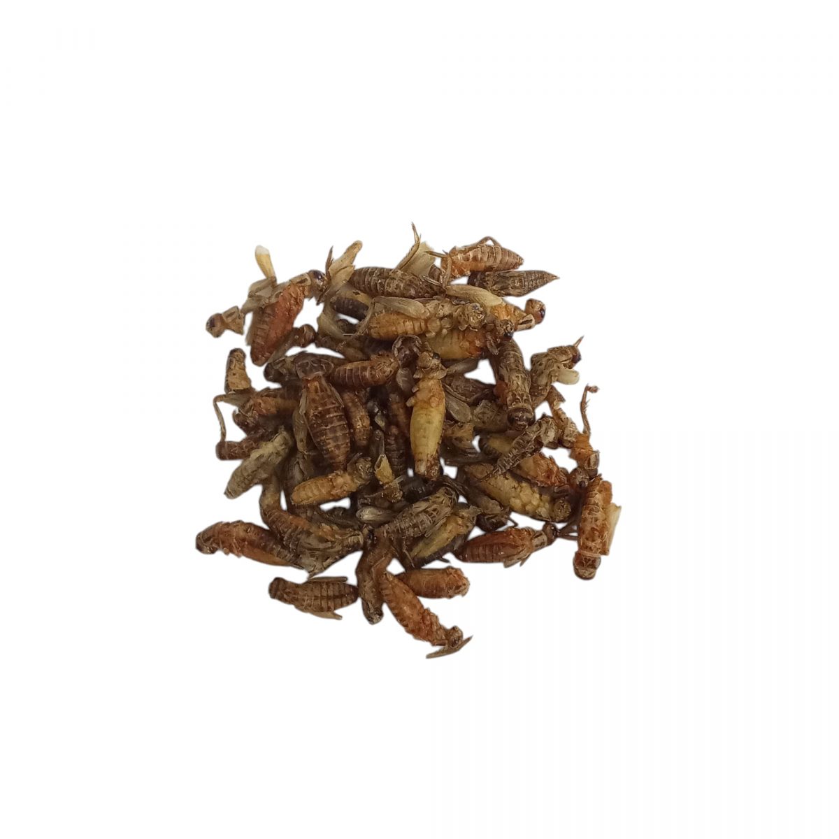 Grilli disidratati | Nutrizione naturale per insettivori