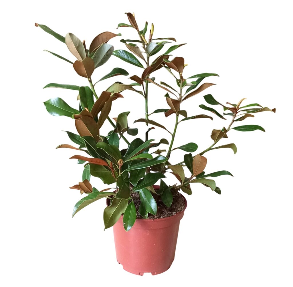 arboles decoración jardín Magnolia grandiflora
