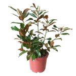 arboles decoración jardín