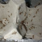 Micro grillons Acheta domesticus