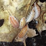 isopoden Porcellio ornatus tangerine dream