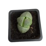la suculenta Pleiospilos nelii, una planta exótica