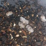 Armadillidium espanyoli “Marbleized”