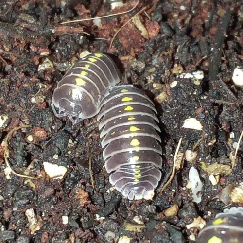 isopode Armadillidium germanicum, 