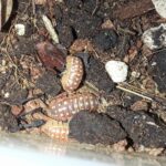Armadillidium werneri orange