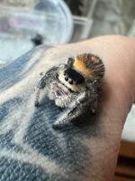 Phidippus regius rastafari
