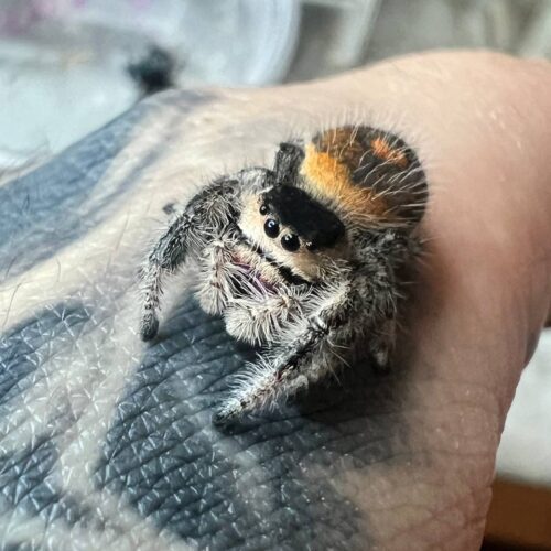 Phidippus regius rastafari Jumping spider (Salticidae)