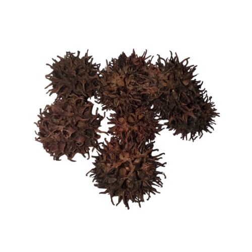 Capsule di Liquidambar