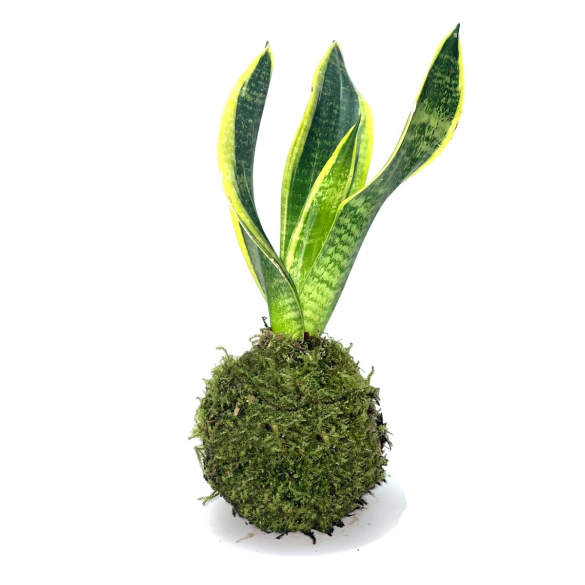 kokedama sansevieria