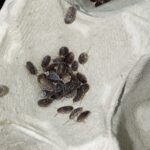 Blaptica dubia micro