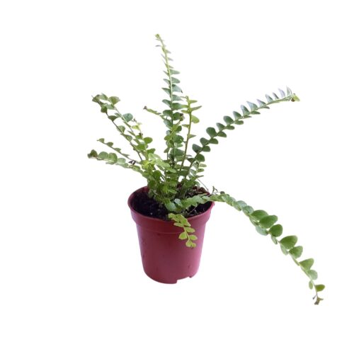 Fougère tubéreuse 🌿 idéale pour terrariums, Nephrolepis cordifolia