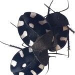 schaben Therea bernhardti