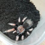 tarantola Brachypelma boehmei
