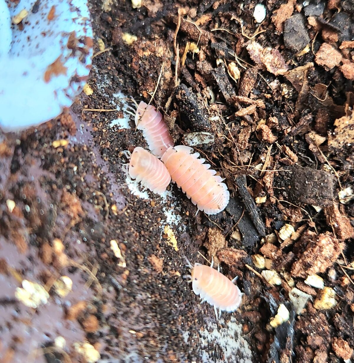 Cubaris Cherry Blossom exotic isopod
