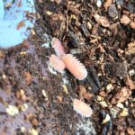 Cubaris Cherry Blossom isopodo exotico y tropical