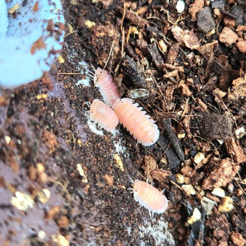 Cubaris Cherry Blossom exotic isopod