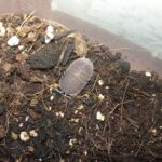 ideal para terrarios bioactivos Troglodillo soil