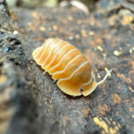 Cubaris sp. "Crabby"