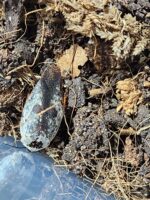 cucaracha , alimento vivo