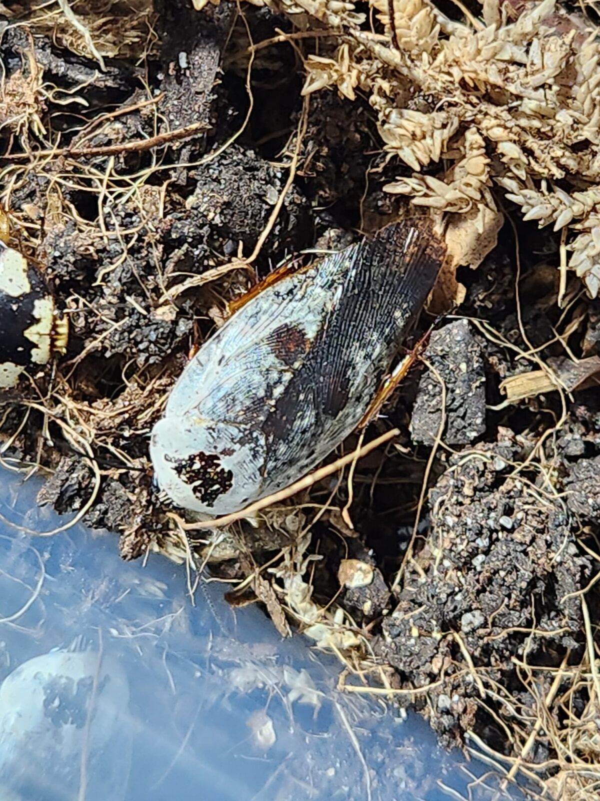 Gyna caffrorum - Imatge 3