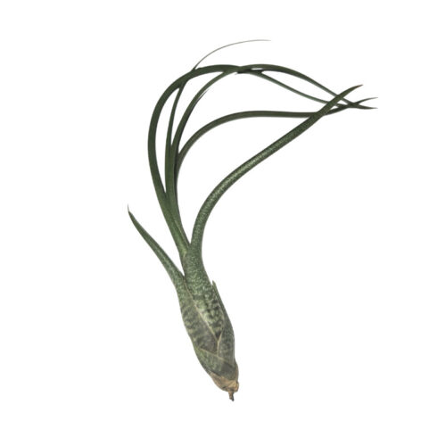 Tillandsia butzii exotic air plant