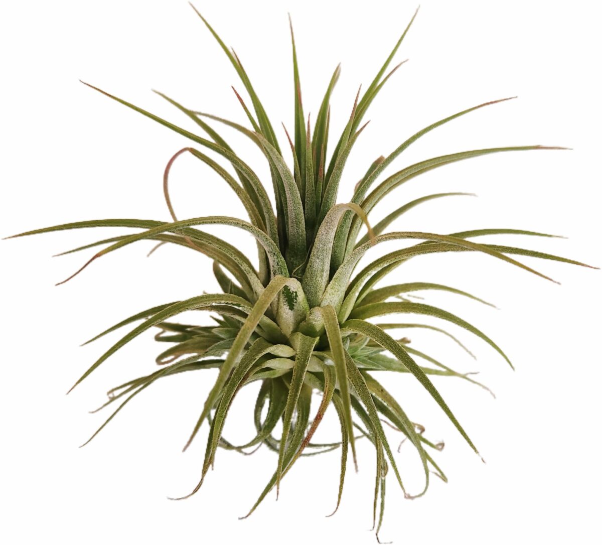 Tillandsia ionantha plante aérienne