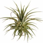 Tillandsia ionantha planta de aire