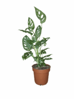 Monstera adansonii