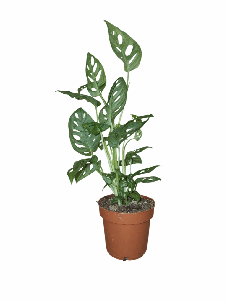 Monstera adansonii