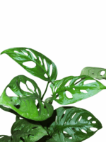 Monstera adansonii