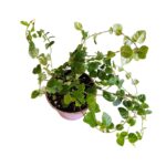 ficus pumila Green sunny