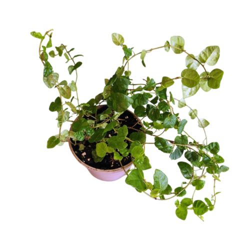 ficus pumila Green sunny Plants for Terrariums & Paludariums