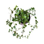 Ficus pumila 'White Sunny'