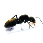 Camponotus chilensis Formiga Exótica