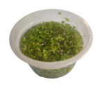 Lemna minor (Duckweed) | Floating Purifying Plant