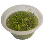 Lemna minor (Lenticchia d’acqua) | Pianta galleggiante depuratrice