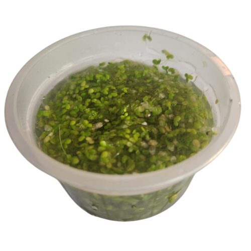 Lemna minor (Duckweed) | Floating Purifying Plant