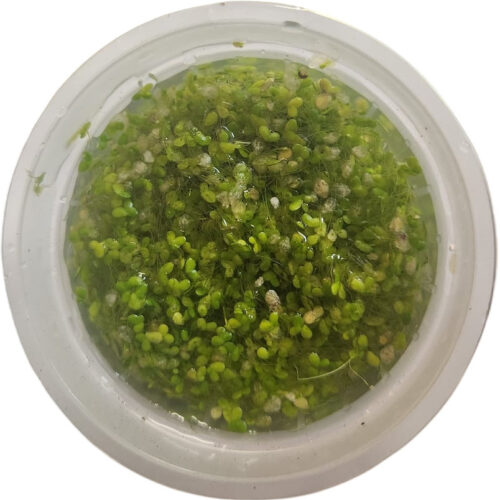 Lemna minor (Lenteja de Agua)