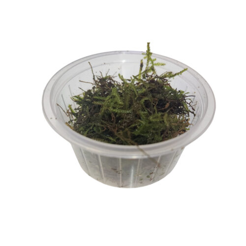 musgo de java (Taxiphyllum barbieri)