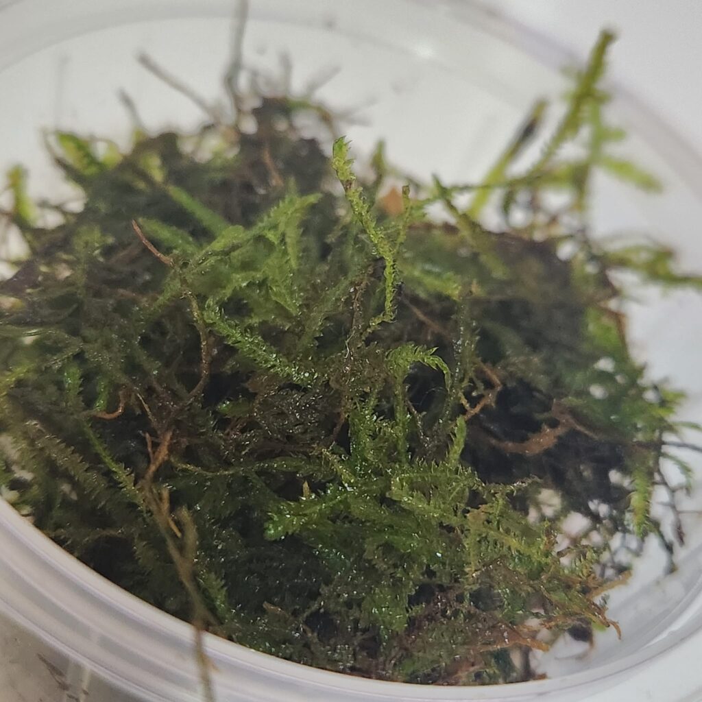 musgo de java (Taxiphyllum barbieri)