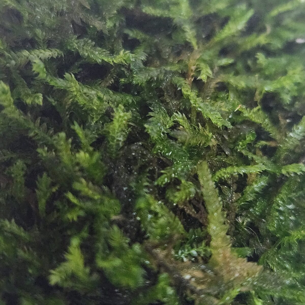 Taxiphyllum spiky musgo