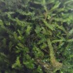 Taxiphyllum spiky musgo