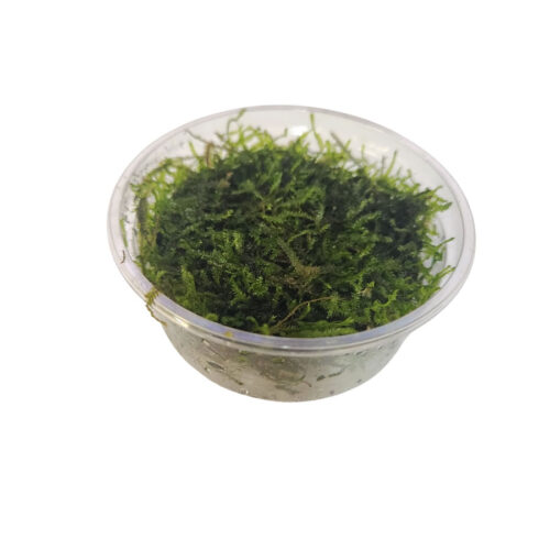Taxiphyllum spiky (musgo para terrarios)