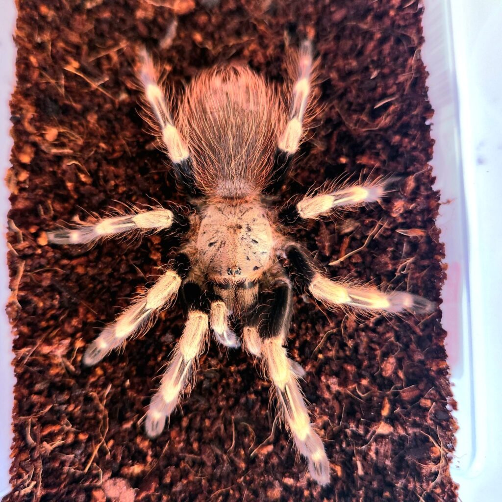 Vitalius chromatus, tarántula exótica terrestre de gran tamaño para terrarios especializados. Semi-agresiva, ideal para aficionados con experiencia.