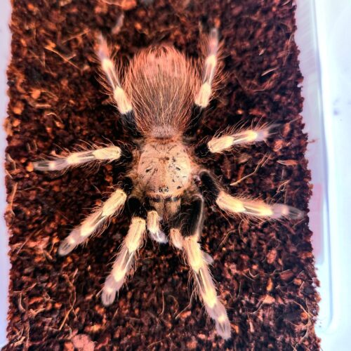 Vitalius chromatus, tarántula exótica terrestre de gran tamaño para terrarios especializados. Semi-agresiva, ideal para aficionados con experiencia.