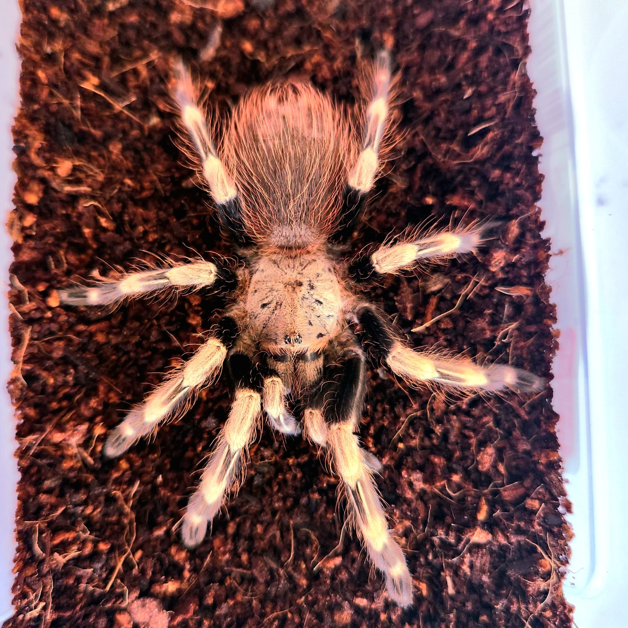 Vitalius chromatus (ex Nhandu chromatus) mygale exotique terrestre